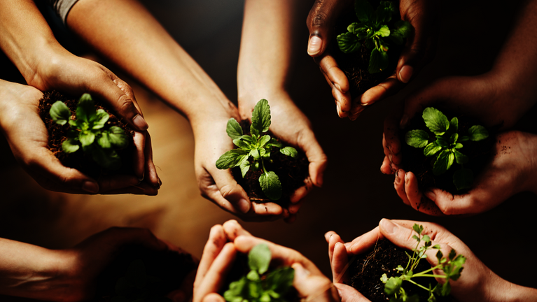 Hände die einen Setzling in der Hand halten