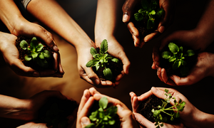 Hände die einen Setzling in der Hand halten